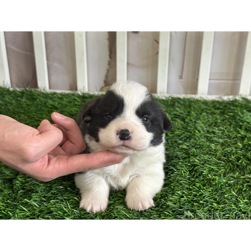 販売中の茨城県のウェルシュコーギーペンブローク-439664の6枚目