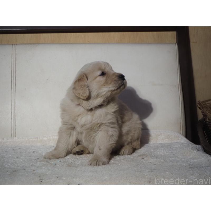販売中の山梨県のゴールデンレトリーバー-439666の9枚目