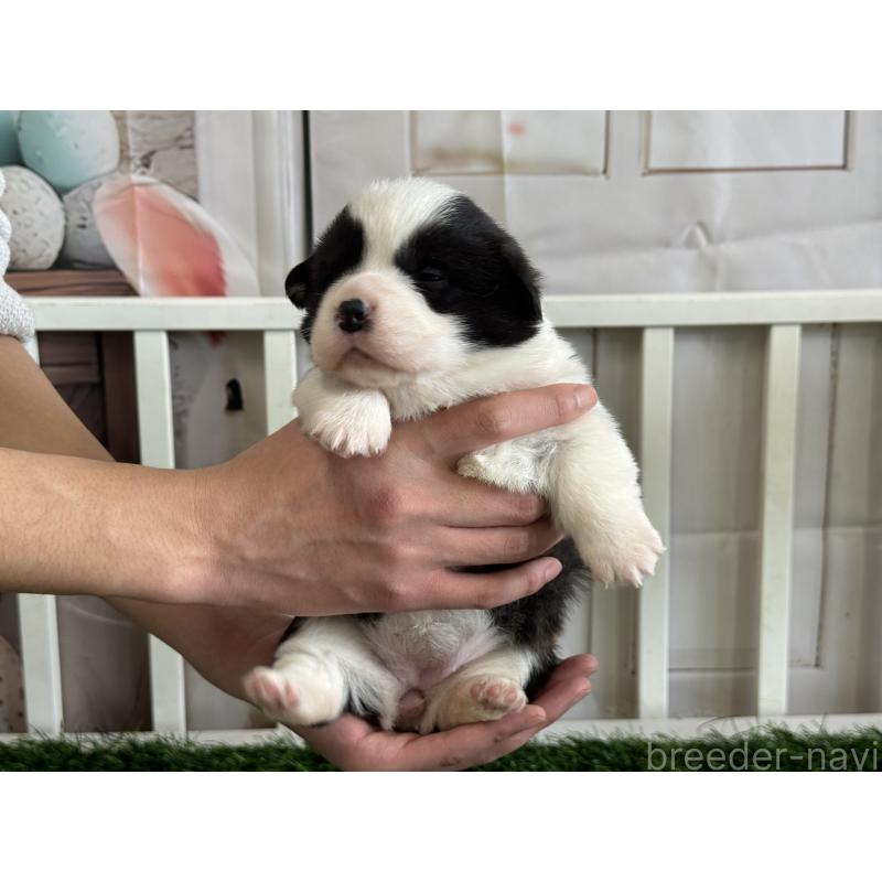 販売中の茨城県のウェルシュコーギーペンブローク-439664の4枚目