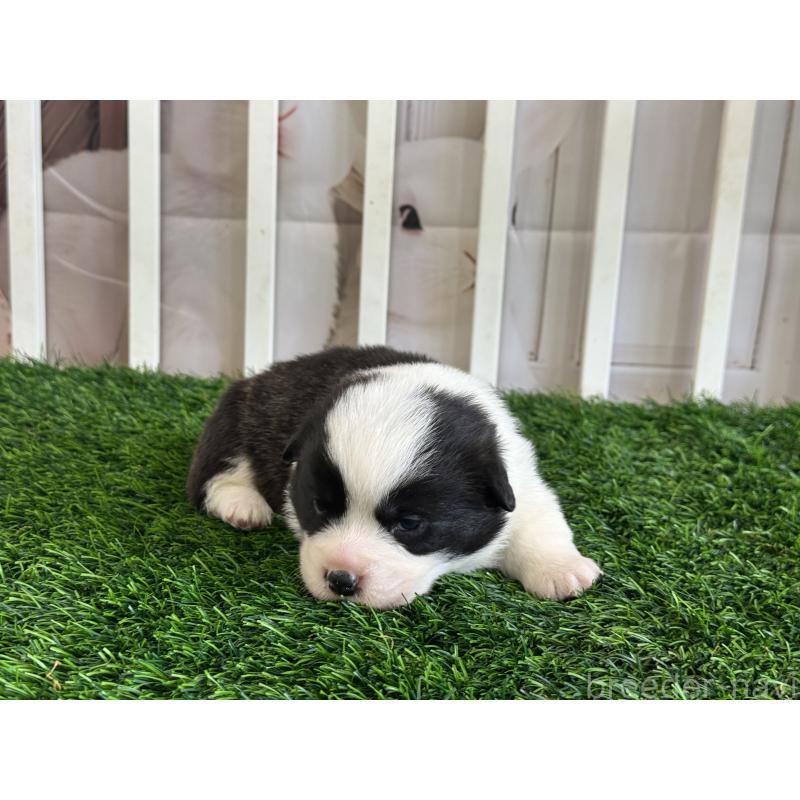 販売中の茨城県のウェルシュコーギーペンブローク-439664の3枚目