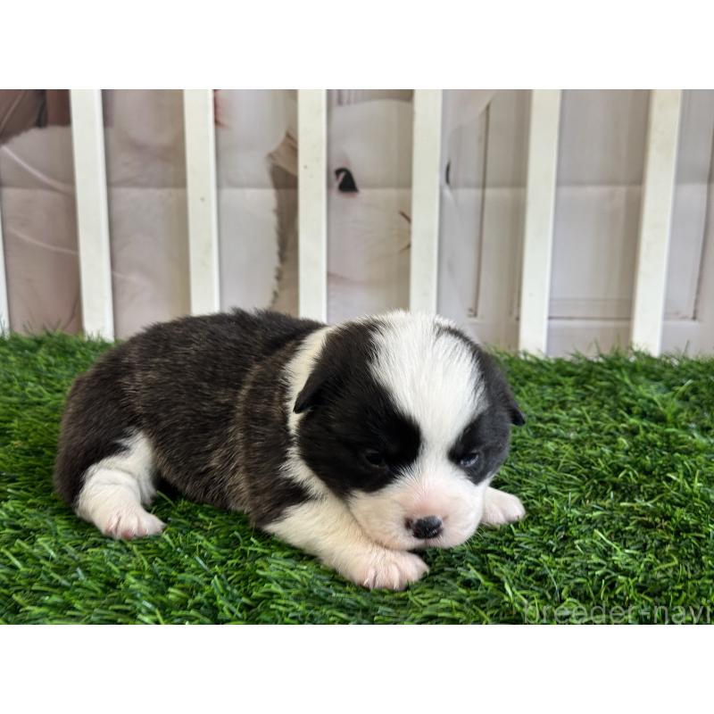 販売中の茨城県のウェルシュコーギーペンブローク-439664の2枚目