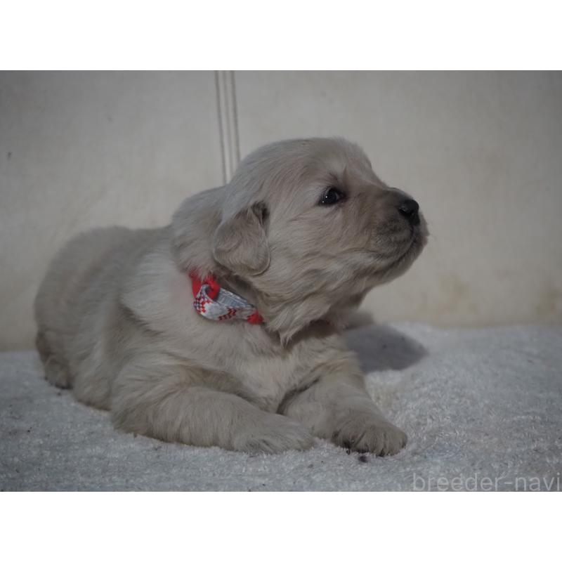 販売中の山梨県のゴールデンレトリーバー-439666の8枚目