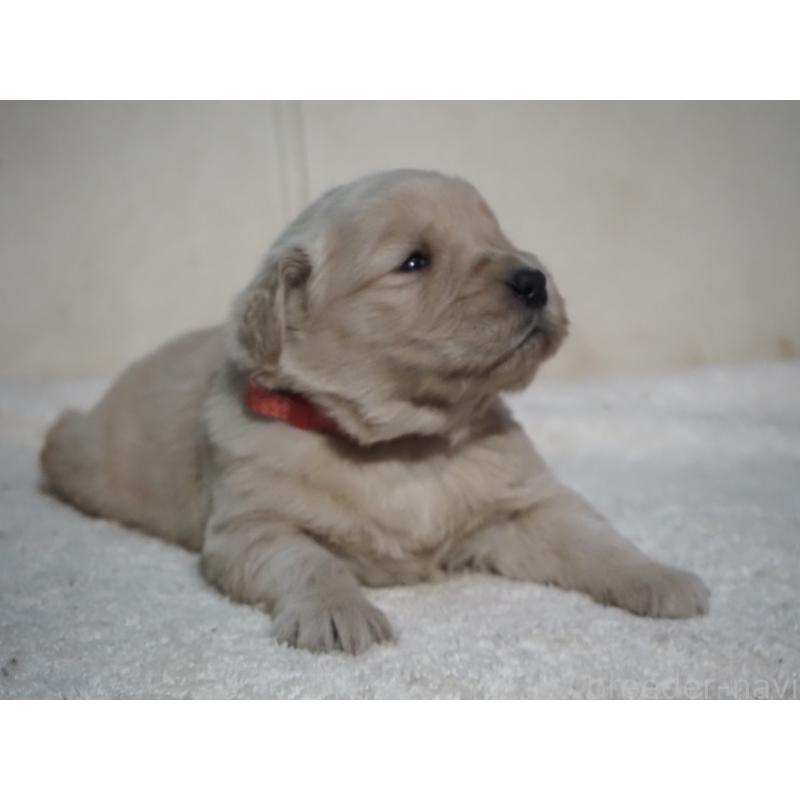 販売中の山梨県のゴールデンレトリーバー-439666の7枚目