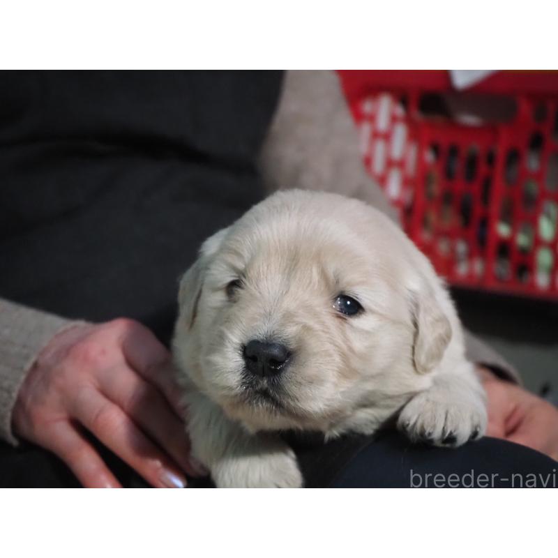 販売中の山梨県のゴールデンレトリーバー-439666の6枚目