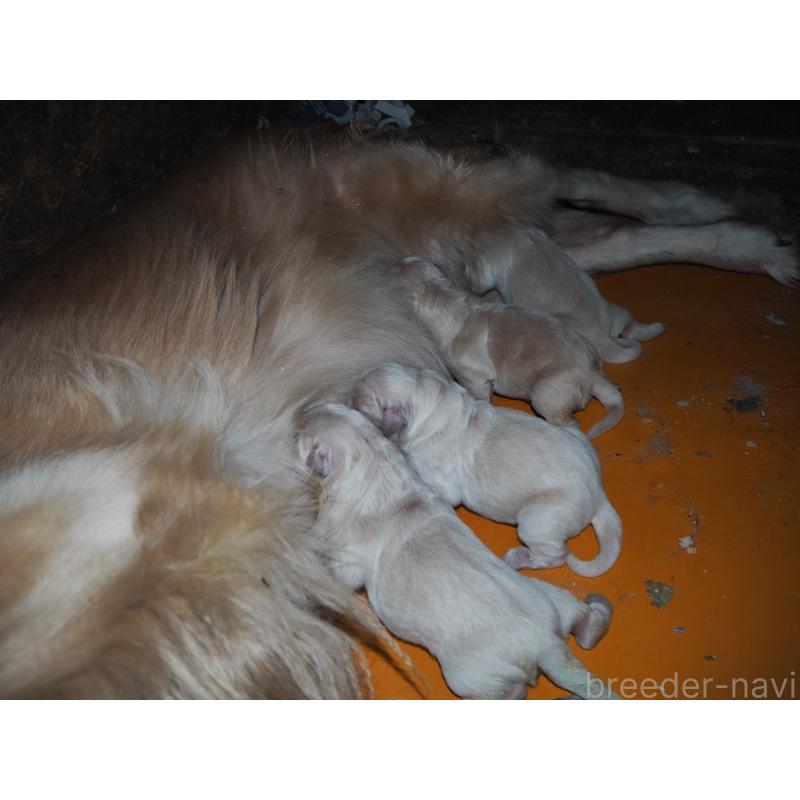 販売中の山梨県のゴールデンレトリーバー-439666の4枚目