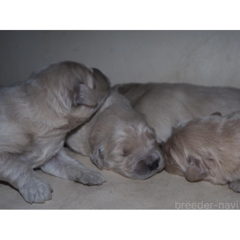 販売中の山梨県のゴールデンレトリーバー-439666の2枚目