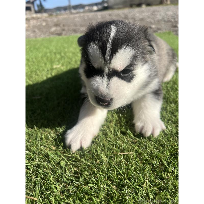 販売中の静岡県のシベリアンハスキー-439667の5枚目