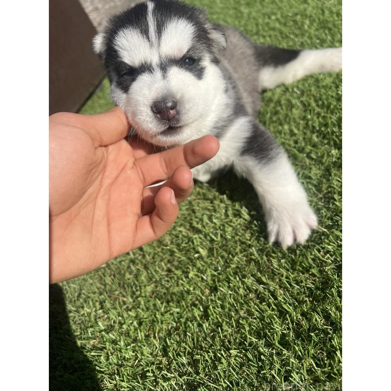 販売中の静岡県のシベリアンハスキー-439667の4枚目