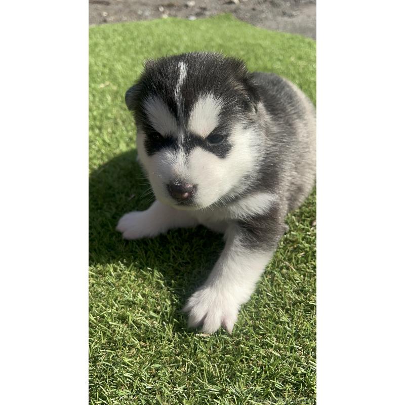 販売中の静岡県のシベリアンハスキー-439667の3枚目