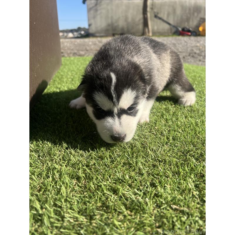 販売中の静岡県のシベリアンハスキー-439667の2枚目