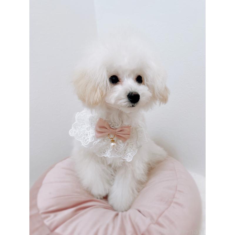 成約済の福岡県のタイニープードル-418527の5枚目