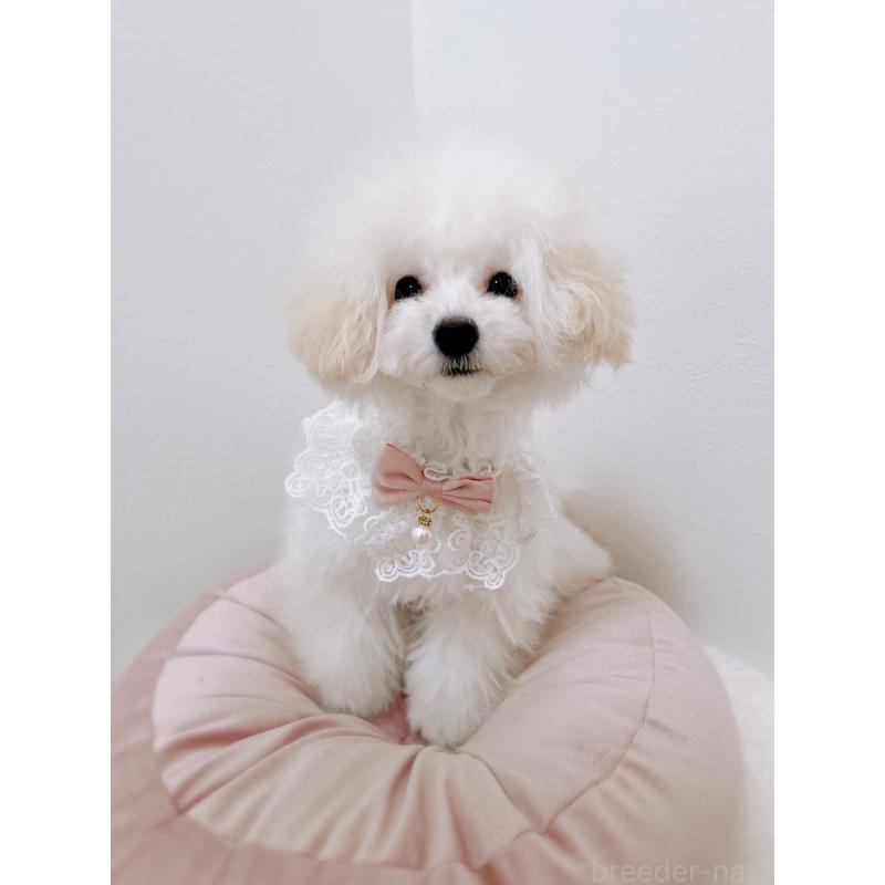 成約済の福岡県のタイニープードル-418527の4枚目