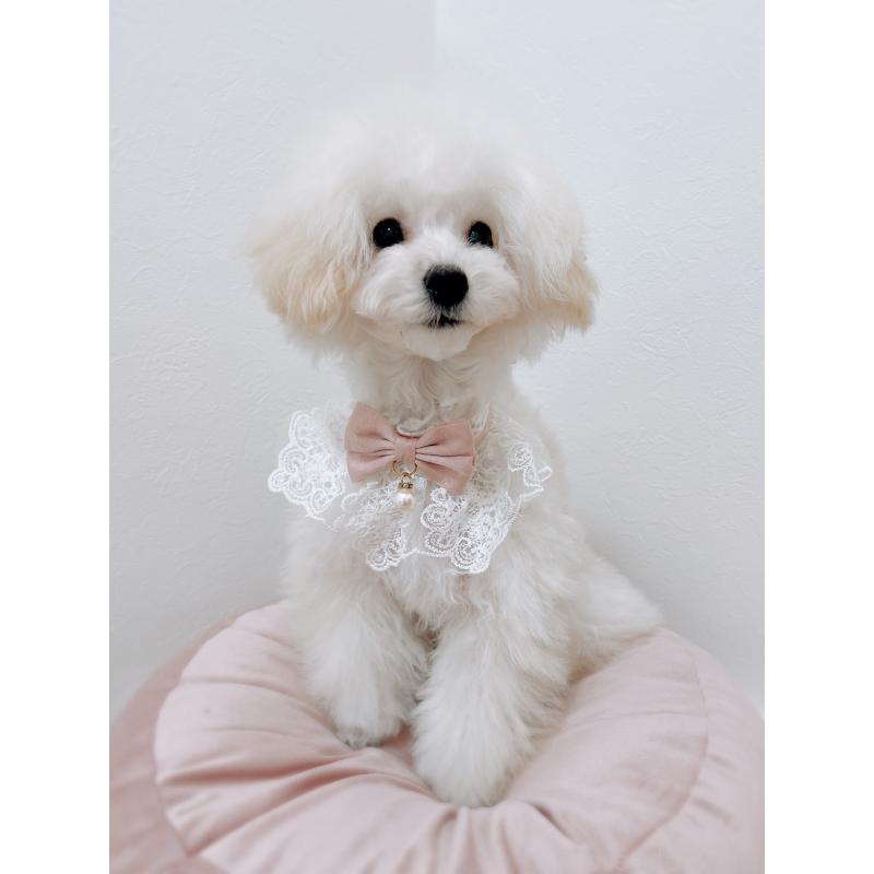 成約済の福岡県のタイニープードル-418527の3枚目