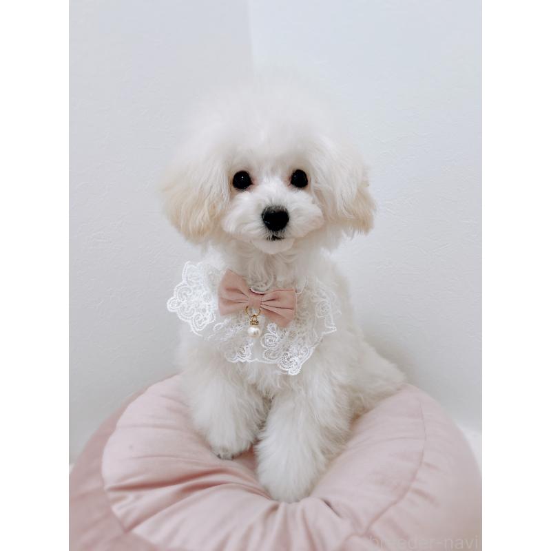 成約済の福岡県のタイニープードル-418527の2枚目