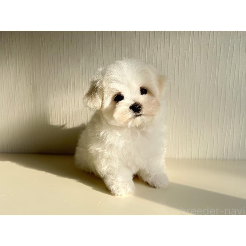 成約済の富山県のマルチーズ-427485の9枚目