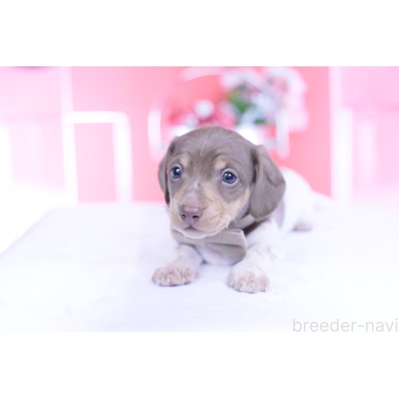 販売中の愛知県のミニチュアダックスフンド(スムースヘアード)-439668の9枚目