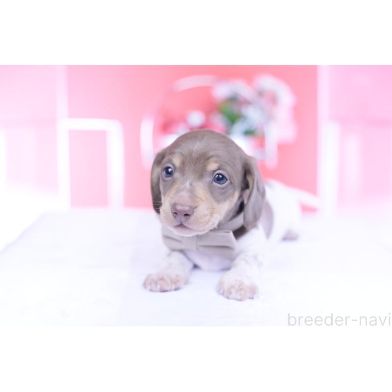 販売中の愛知県のミニチュアダックスフンド(スムースヘアード)-439668の8枚目