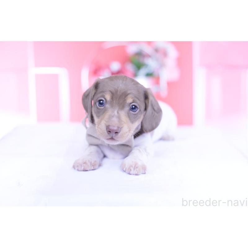 販売中の愛知県のミニチュアダックスフンド(スムースヘアード)-439668の7枚目