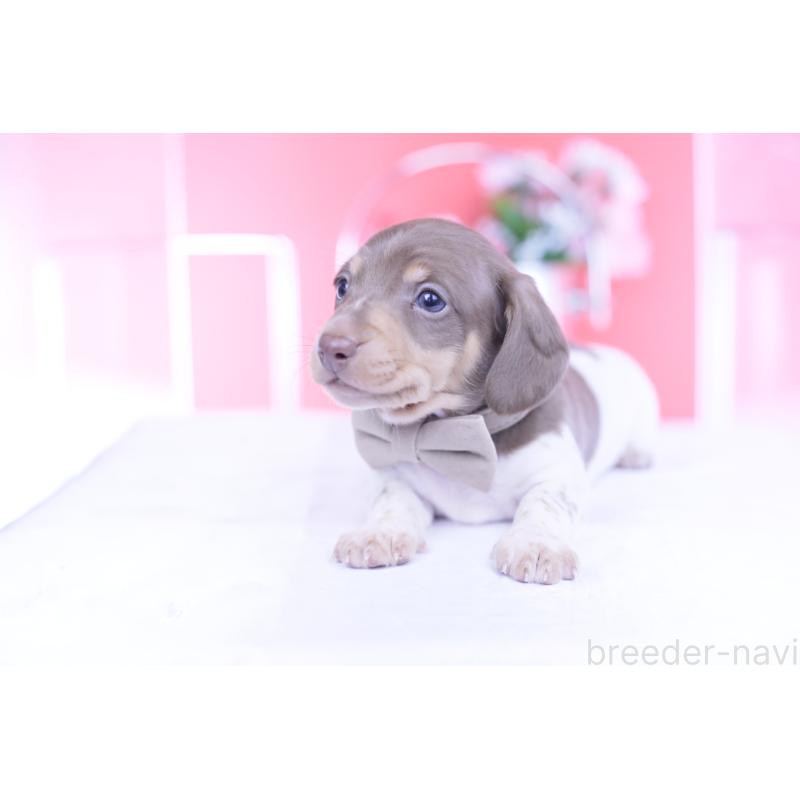 販売中の愛知県のミニチュアダックスフンド(スムースヘアード)-439668の6枚目