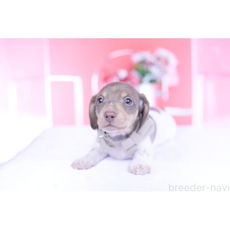 販売中の愛知県のミニチュアダックスフンド(スムースヘアード)-439668の5枚目