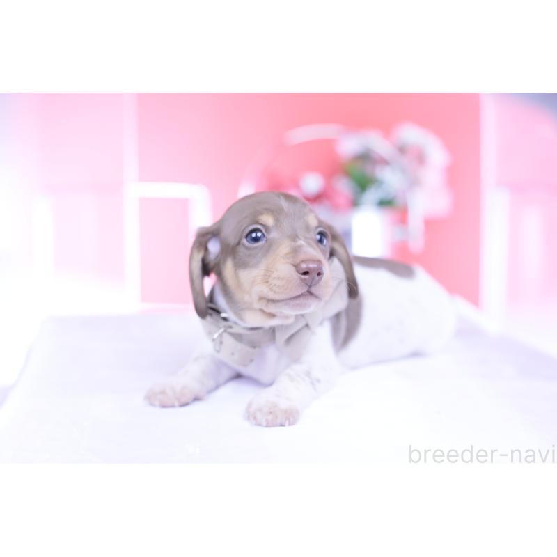 販売中の愛知県のミニチュアダックスフンド(スムースヘアード)-439668の4枚目