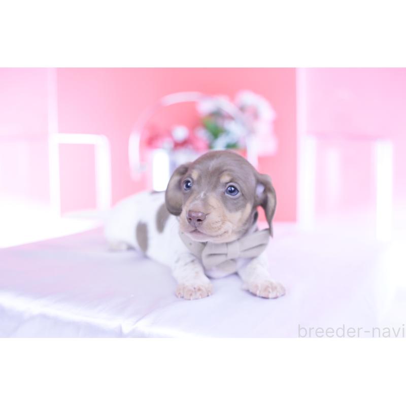 販売中の愛知県のミニチュアダックスフンド(スムースヘアード)-439668の3枚目