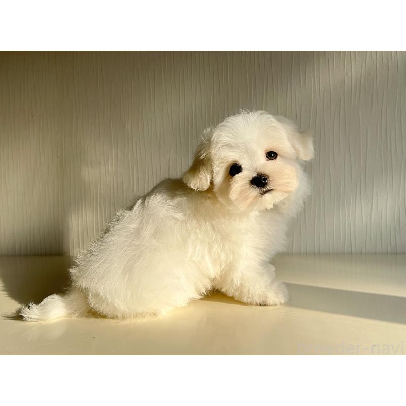 成約済の富山県のマルチーズ-427485の8枚目