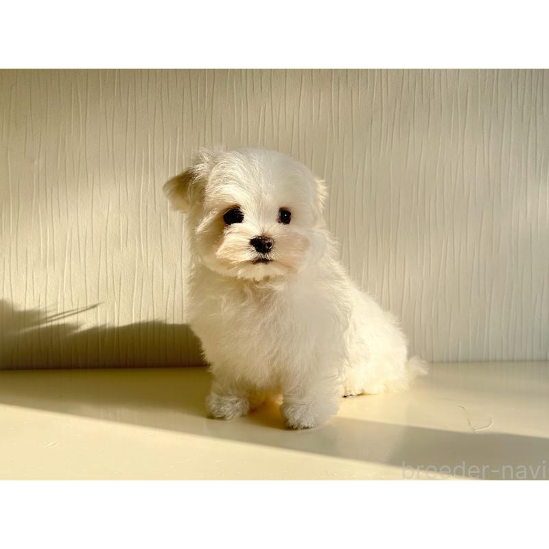 成約済の富山県のマルチーズ-427485の7枚目