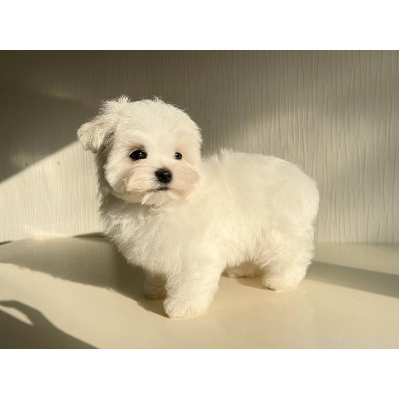 成約済の富山県のマルチーズ-427485の6枚目