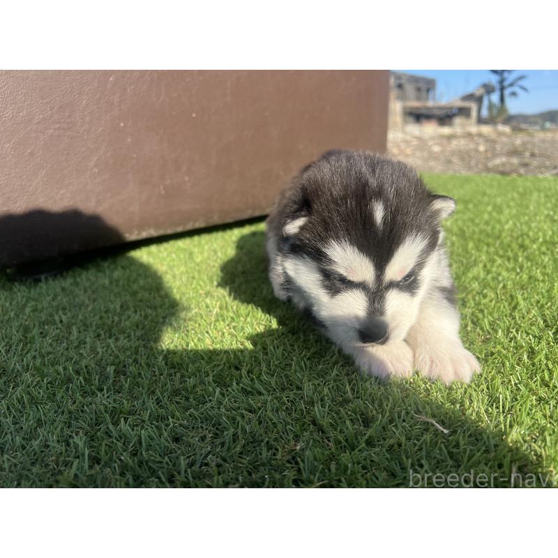 販売中の静岡県のシベリアンハスキー-439669の5枚目