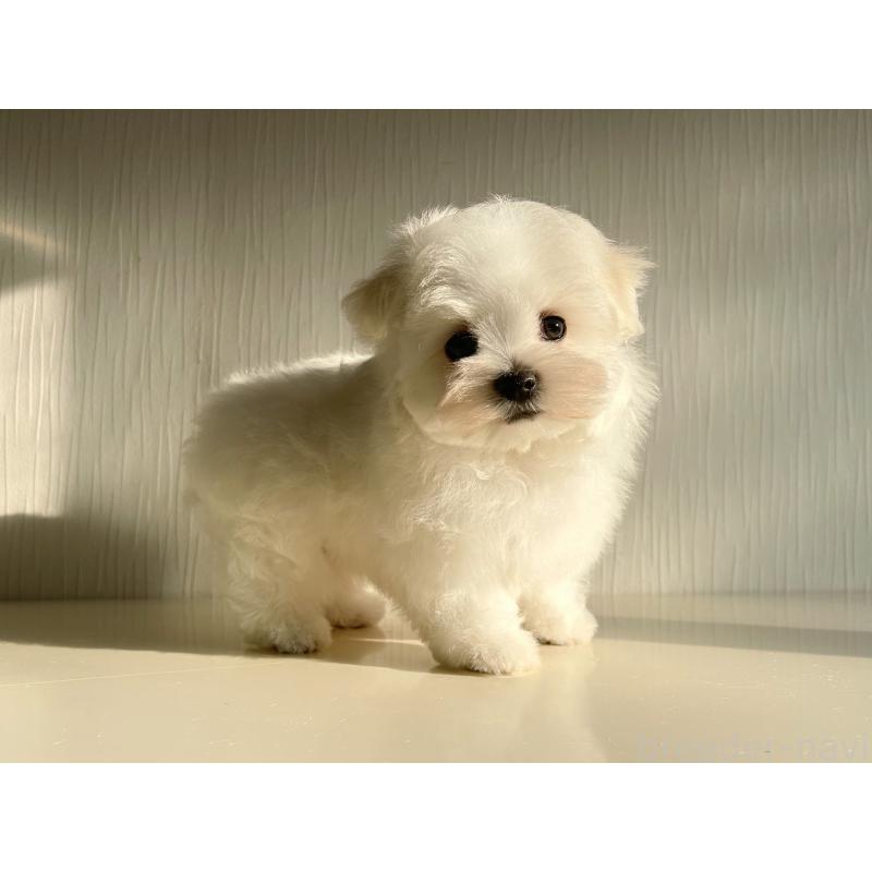 成約済の富山県のマルチーズ-427485の5枚目