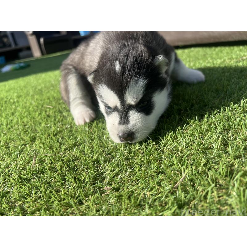 販売中の静岡県のシベリアンハスキー-439669の3枚目