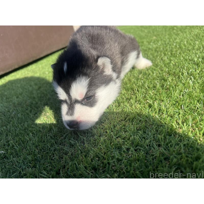 販売中の静岡県のシベリアンハスキー-439669の2枚目