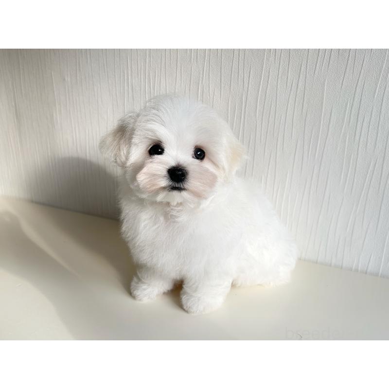 成約済の富山県のマルチーズ-427485の3枚目