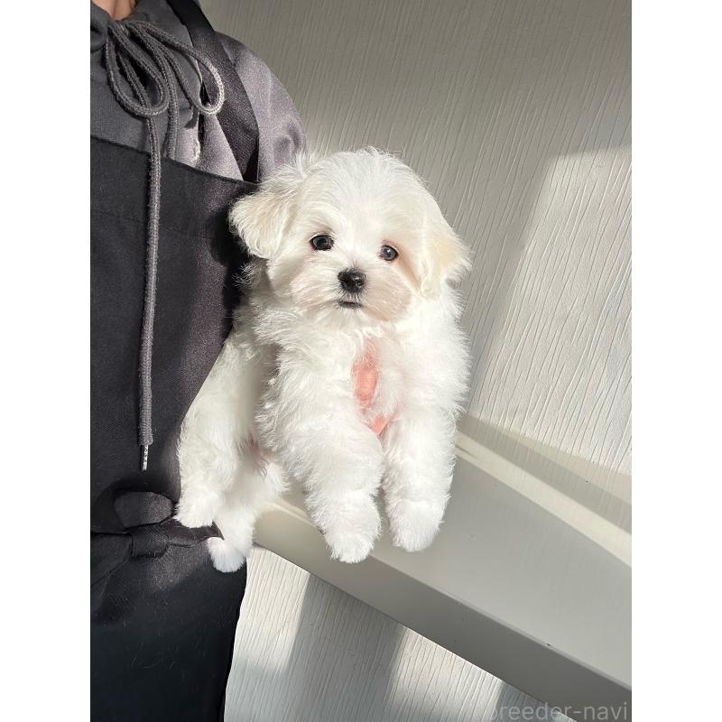 成約済の富山県のマルチーズ-427485の2枚目