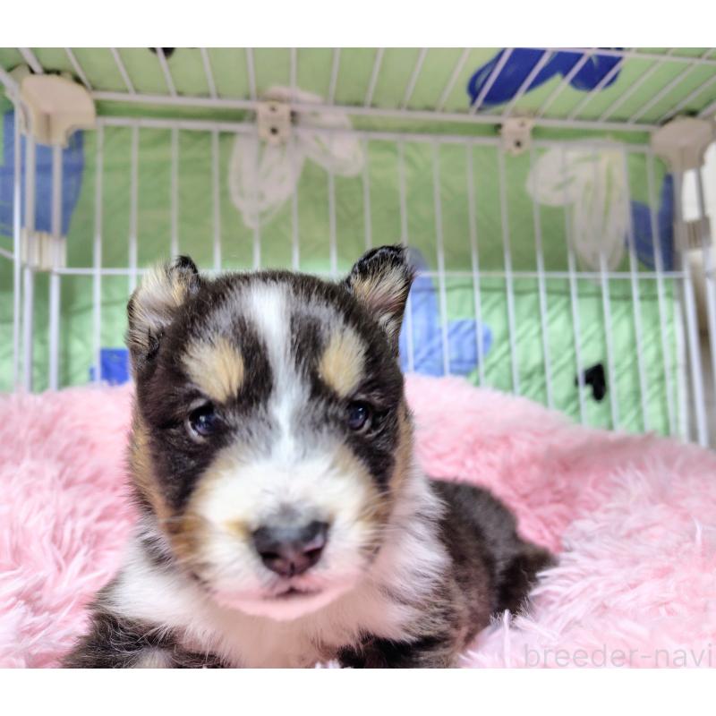 販売中の広島県のシェットランドシープドッグ(シェルティ)-433728