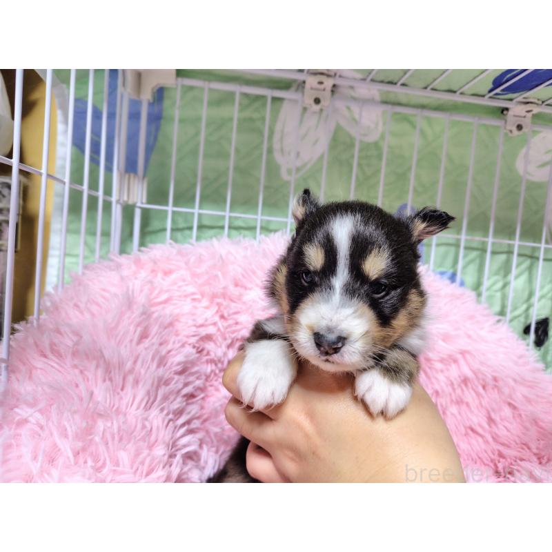 成約済の広島県のシェットランドシープドッグ(シェルティ)-433728の2枚目