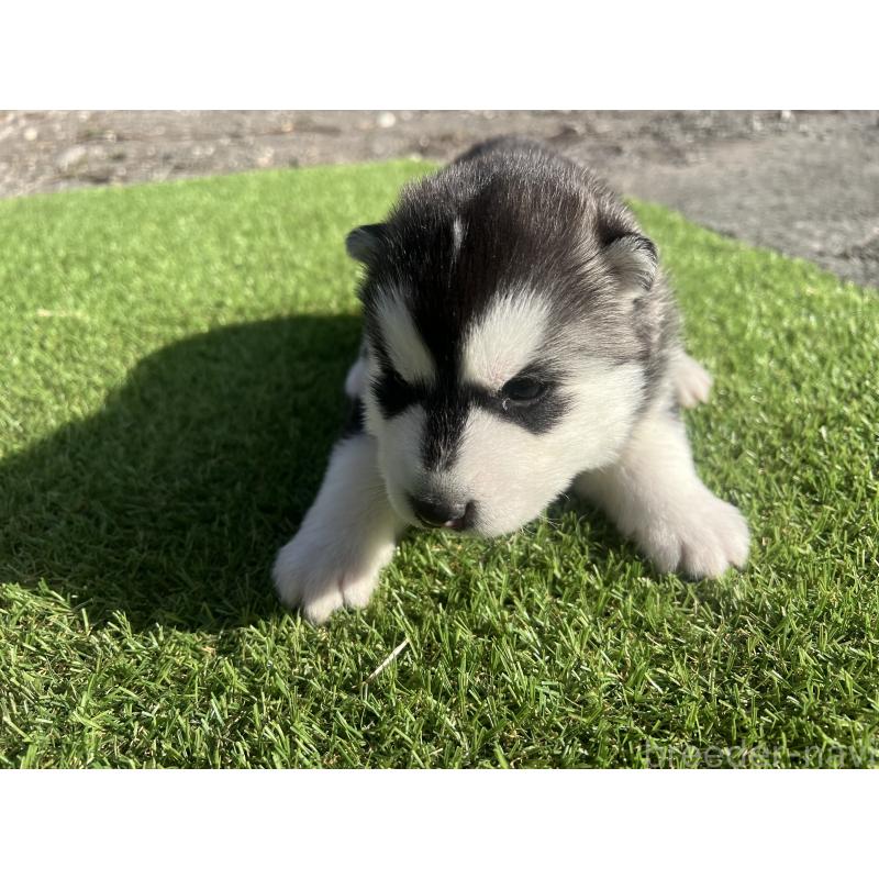 販売中の静岡県のシベリアンハスキー-439670の7枚目