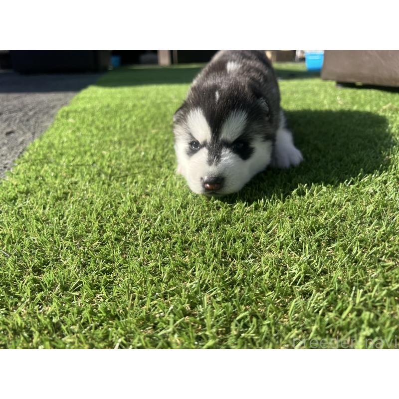 販売中の静岡県のシベリアンハスキー-439670の5枚目