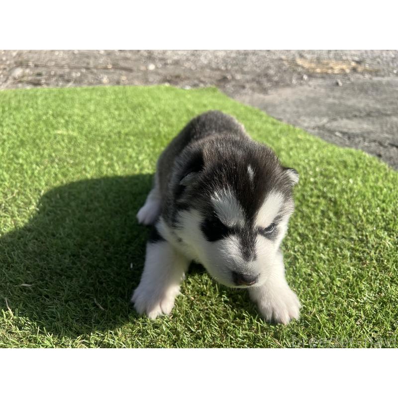 販売中の静岡県のシベリアンハスキー-439670の2枚目