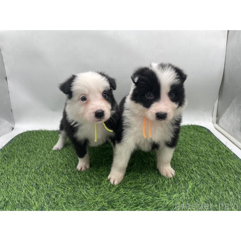 成約済の愛知県のボーダーコリー-437330の9枚目