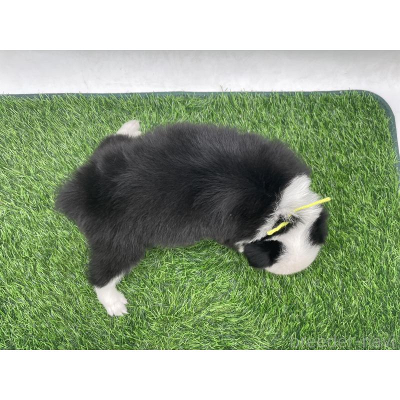 成約済の愛知県のボーダーコリー-437330の10枚目