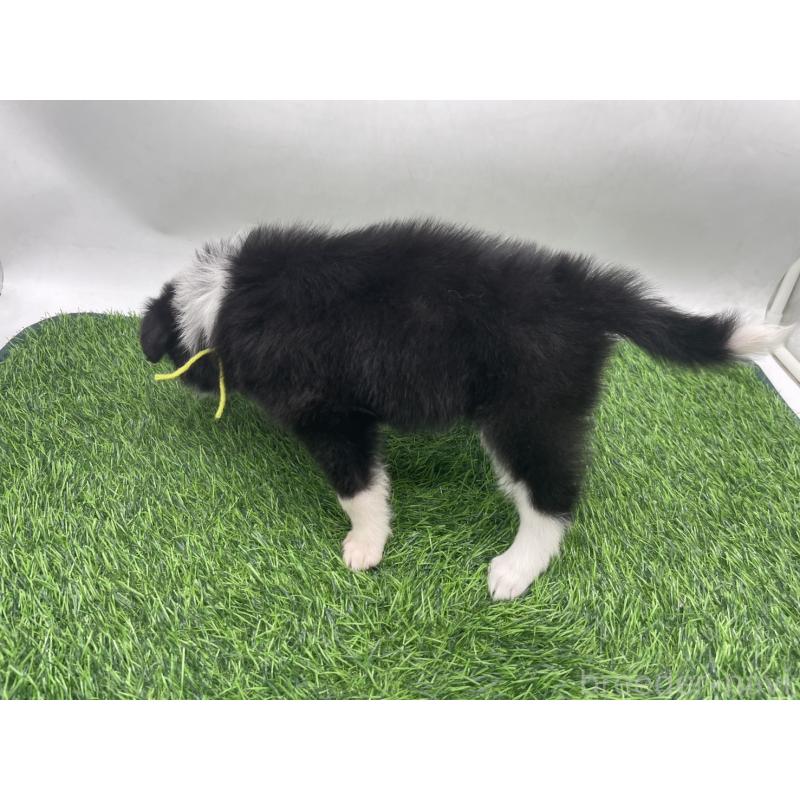 成約済の愛知県のボーダーコリー-437330の8枚目