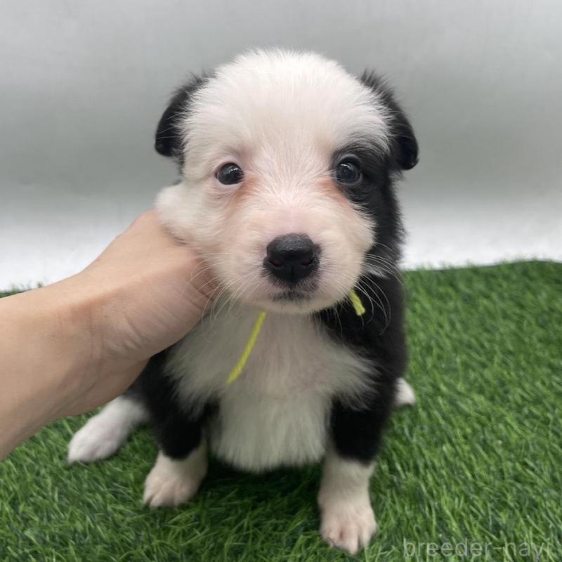 成約済の愛知県のボーダーコリー-437330の6枚目