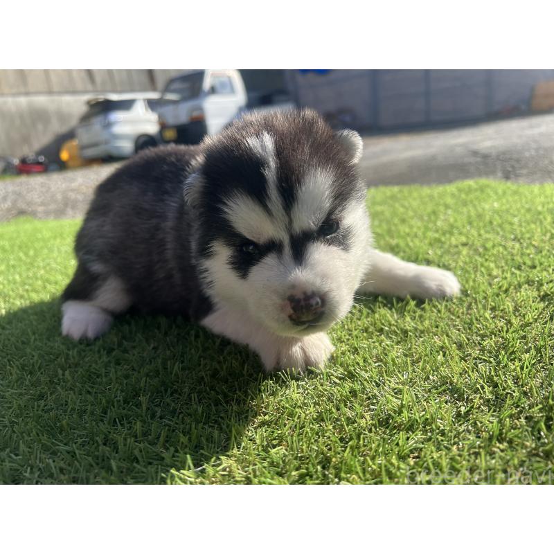 販売中の静岡県のシベリアンハスキー-439671の6枚目