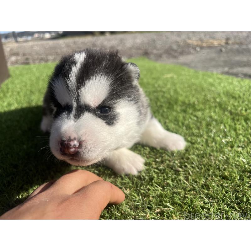 販売中の静岡県のシベリアンハスキー-439671の5枚目