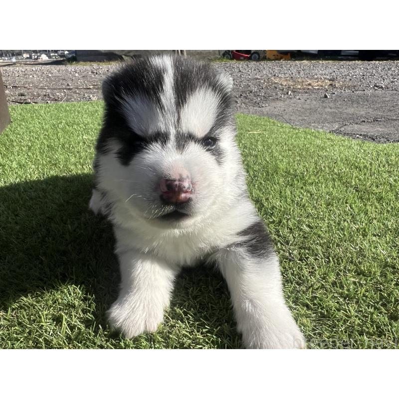 販売中の静岡県のシベリアンハスキー-439671の4枚目