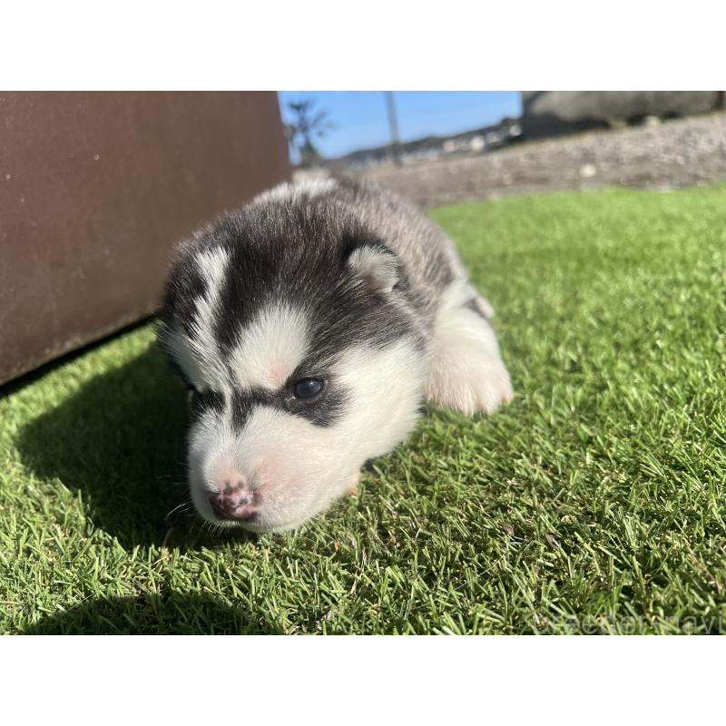 販売中の静岡県のシベリアンハスキー-439671の3枚目