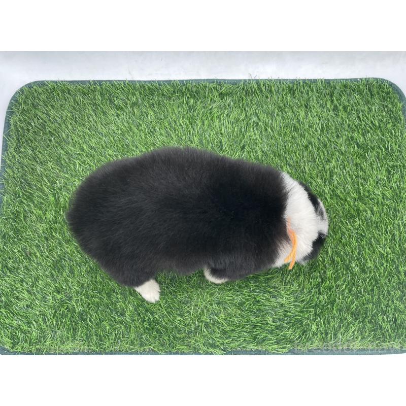 成約済の愛知県のボーダーコリー-437329の9枚目