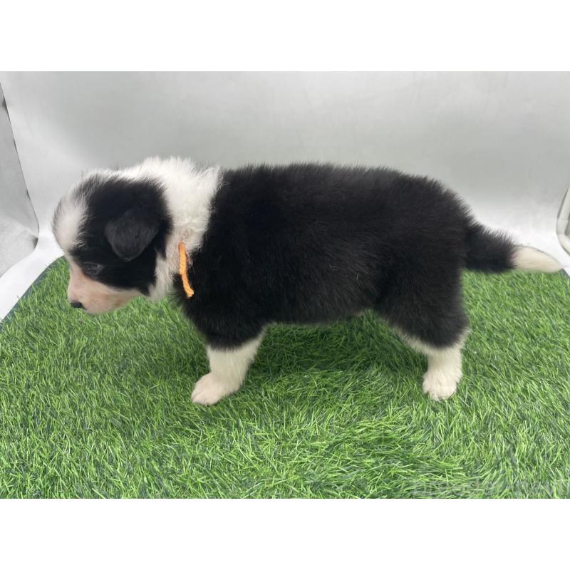 成約済の愛知県のボーダーコリー-437329の8枚目